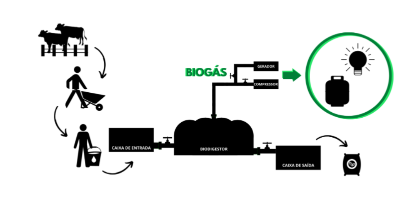 A imagem representa um fluxograma do percurso dos resíduos orgânicos para o biodigestor da fazenda. Após serem coletados, eles são depositados na caixa de entrada e depois direcionados para a câmara biodigestora. O produto da biodigestão é o biogás, que pode ser usado como gás de cozinha ou como insumo para produção de energia térmica e elétrica. O outro produto é o biofertilizante, que segue para a caixa de saída e pode ser usado como adubo orgânico.